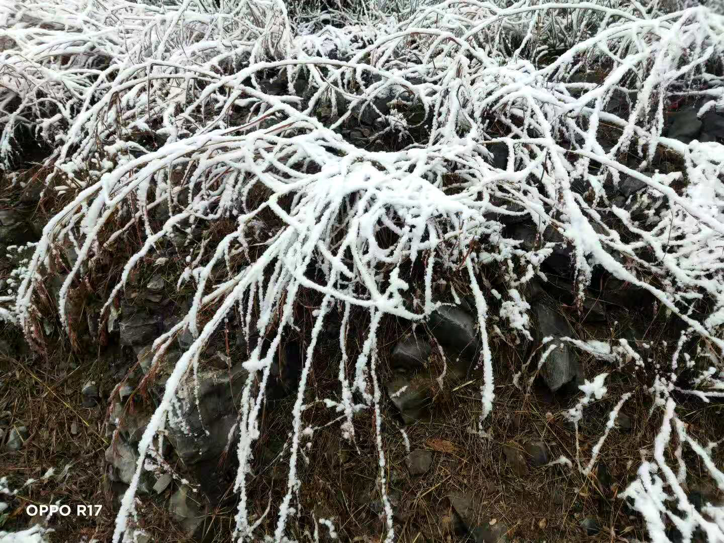 康乐园邀您一起赏初雪